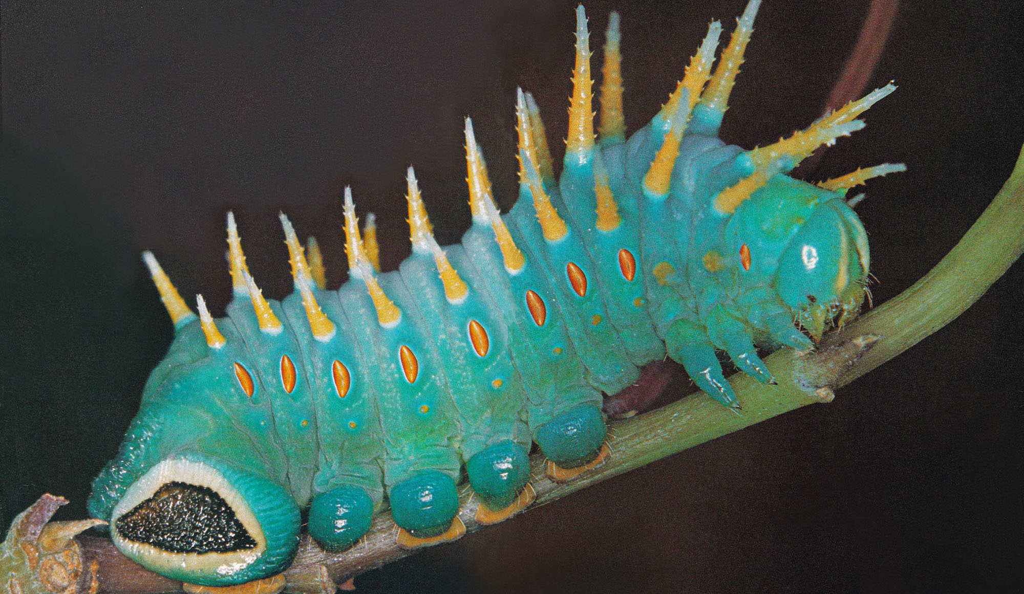 caterpilla002