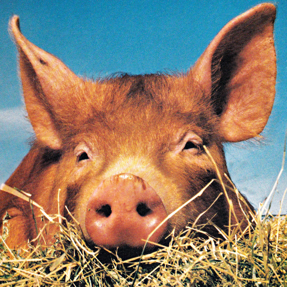 pig001