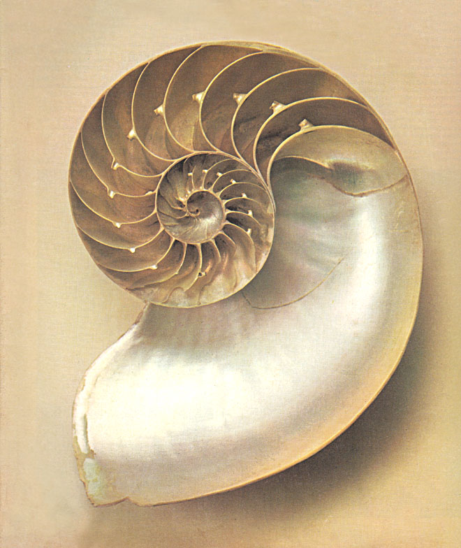nautilus 0003a