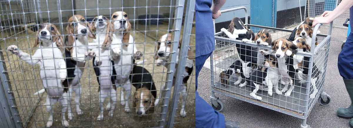beagles001