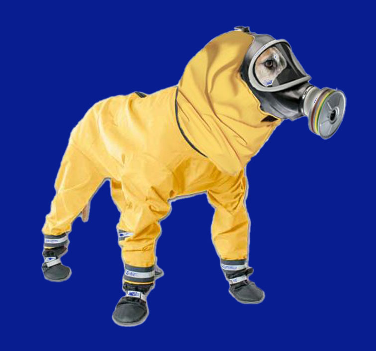 dog002